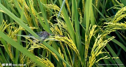 国产水稻手机的视频,科技赋能农业，助力乡村振兴